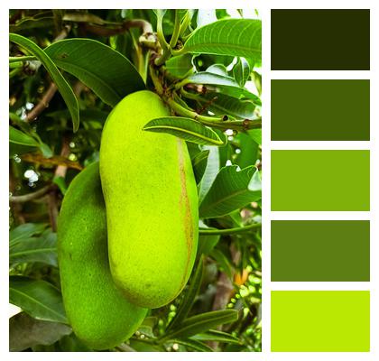 Fruit Green Mango Mango Image